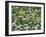 Oxlips growing among wood anemones, Suffolk, England-Andy Sands-Framed Photographic Print
