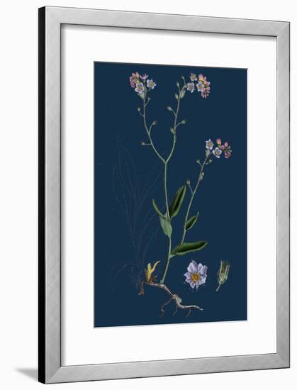 Oxyria Reniformis; Kidney-Shaped Mountain Sorrel-null-Framed Giclee Print