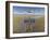 Oyster Catchers-Harro Maass-Framed Giclee Print