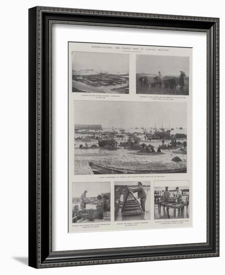 Oyster-Culture, the Famous Beds at Cancale, Brittany-null-Framed Giclee Print