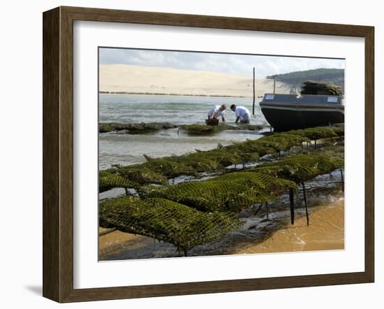 Oyster Fishermen Grading Oysters, Bay of Arcachon, Gironde, Aquitaine, France-Groenendijk Peter-Framed Photographic Print