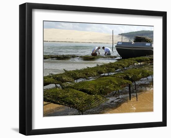 Oyster Fishermen Grading Oysters, Bay of Arcachon, Gironde, Aquitaine, France-Groenendijk Peter-Framed Photographic Print