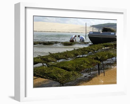 Oyster Fishermen Grading Oysters, Bay of Arcachon, Gironde, Aquitaine, France-Groenendijk Peter-Framed Photographic Print