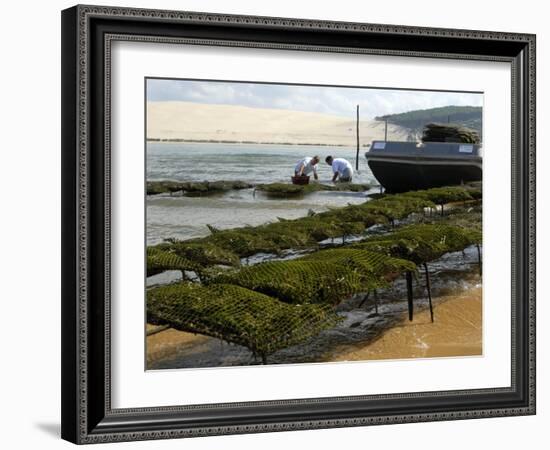 Oyster Fishermen Grading Oysters, Bay of Arcachon, Gironde, Aquitaine, France-Groenendijk Peter-Framed Photographic Print