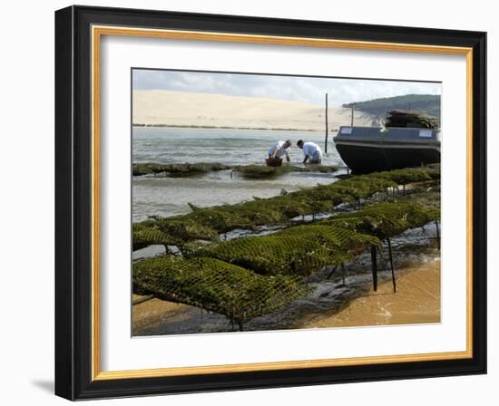 Oyster Fishermen Grading Oysters, Bay of Arcachon, Gironde, Aquitaine, France-Groenendijk Peter-Framed Photographic Print