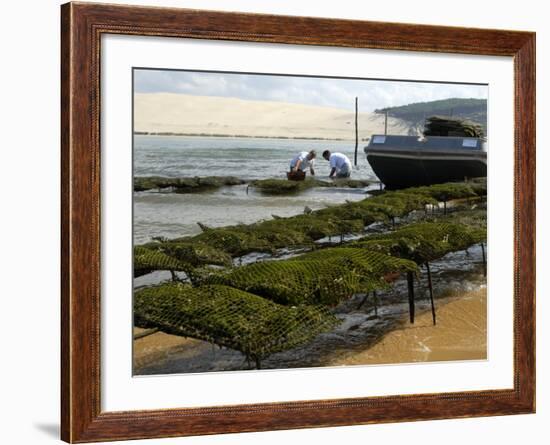 Oyster Fishermen Grading Oysters, Bay of Arcachon, Gironde, Aquitaine, France-Groenendijk Peter-Framed Photographic Print