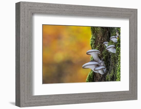 Oyster mushroom growing on tree trunk forest, Belgium-Philippe Clement-Framed Photographic Print