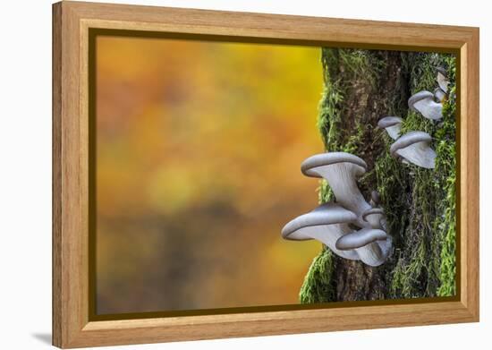 Oyster mushroom growing on tree trunk forest, Belgium-Philippe Clement-Framed Premier Image Canvas