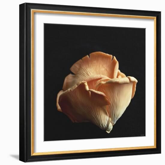 Oyster Mushrooms-Michael Paul-Framed Photographic Print