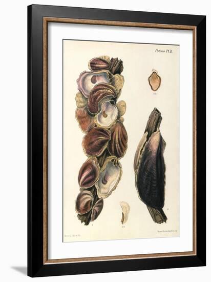 Oyster Shells, 1870-null-Framed Giclee Print