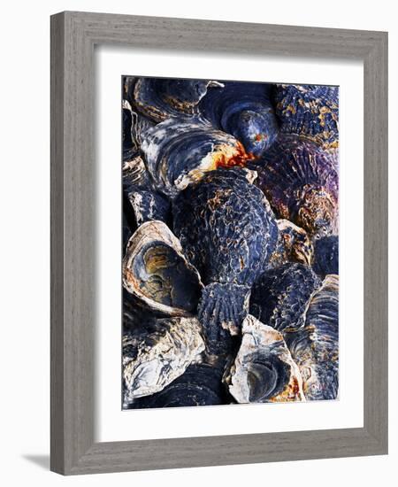 Oyster Shells-Hermann Mock-Framed Photographic Print