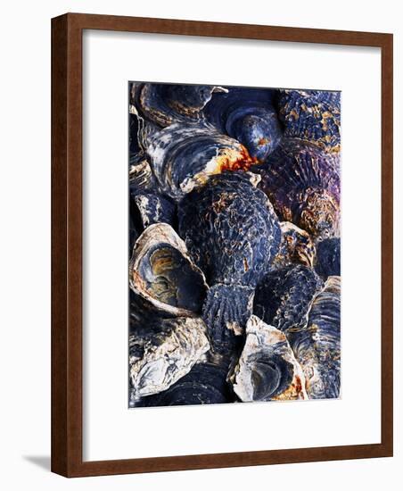 Oyster Shells-Hermann Mock-Framed Photographic Print