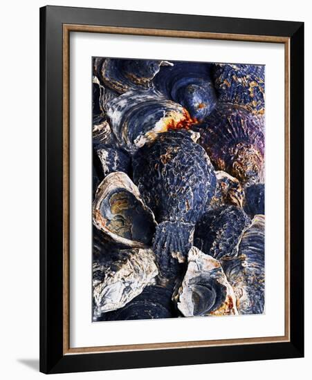 Oyster Shells-Hermann Mock-Framed Photographic Print