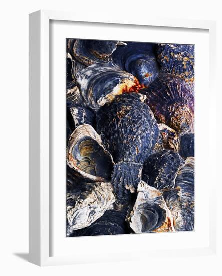 Oyster Shells-Hermann Mock-Framed Photographic Print