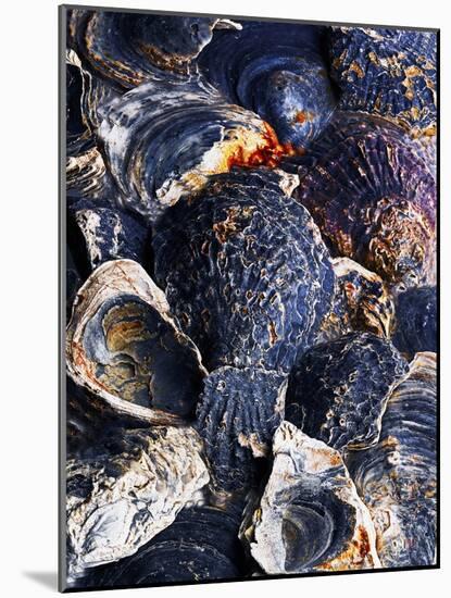 Oyster Shells-Hermann Mock-Mounted Photographic Print