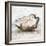 Oyster Study I-Ethan Harper-Framed Art Print