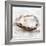 Oyster Study II-Ethan Harper-Framed Art Print