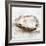 Oyster Study II-Ethan Harper-Framed Art Print