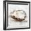 Oyster Study II-Ethan Harper-Framed Art Print