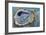 Oyster Two-Jeanette Vertentes-Framed Art Print