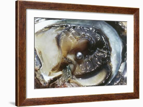 Oyster with Black Pearl-null-Framed Giclee Print