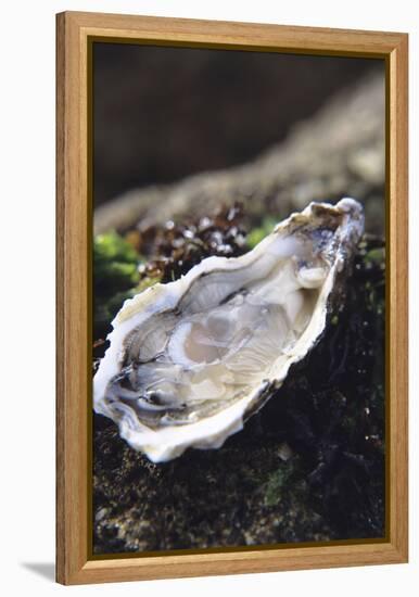 Oyster-Veronique Leplat-Framed Premier Image Canvas