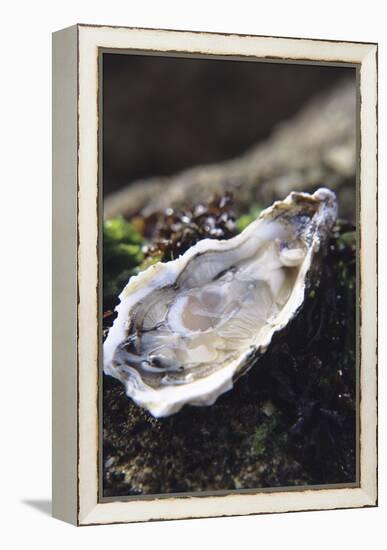 Oyster-Veronique Leplat-Framed Premier Image Canvas