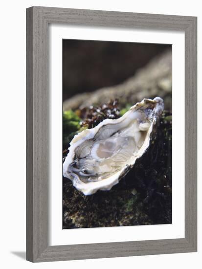 Oyster-Veronique Leplat-Framed Photographic Print