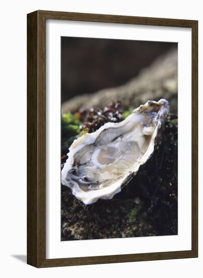 Oyster-Veronique Leplat-Framed Photographic Print