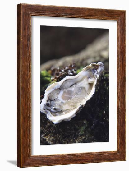 Oyster-Veronique Leplat-Framed Photographic Print