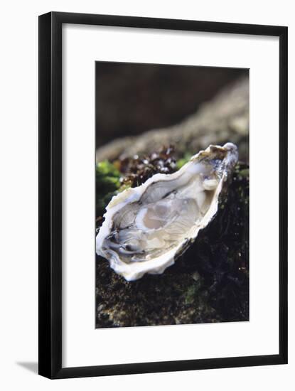 Oyster-Veronique Leplat-Framed Photographic Print