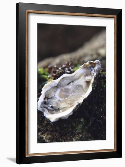 Oyster-Veronique Leplat-Framed Photographic Print