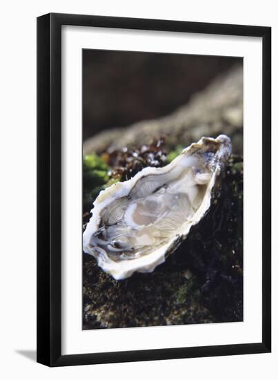 Oyster-Veronique Leplat-Framed Photographic Print