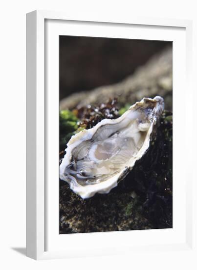 Oyster-Veronique Leplat-Framed Photographic Print