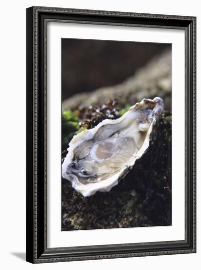 Oyster-Veronique Leplat-Framed Photographic Print