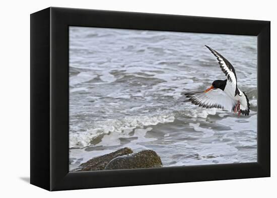 Oystercatcher Landing on Rock-null-Framed Premier Image Canvas