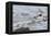 Oystercatcher Landing on Rock-null-Framed Premier Image Canvas
