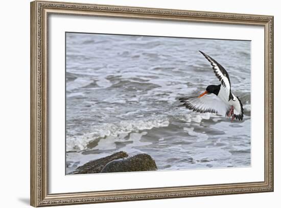 Oystercatcher Landing on Rock-null-Framed Photographic Print