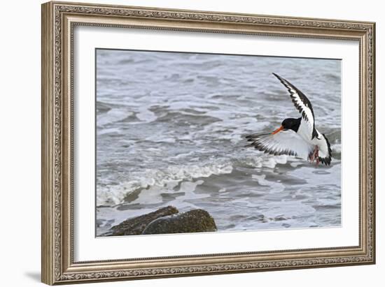 Oystercatcher Landing on Rock-null-Framed Photographic Print