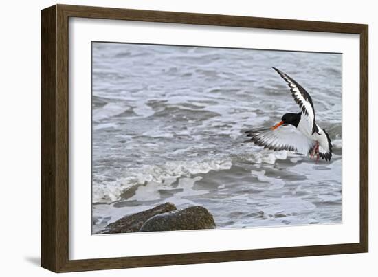 Oystercatcher Landing on Rock-null-Framed Photographic Print