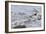 Oystercatcher Landing on Rock-null-Framed Photographic Print