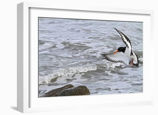 Oystercatcher Landing on Rock-null-Framed Photographic Print