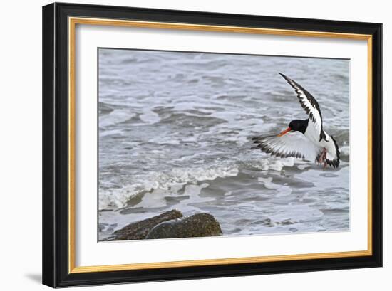 Oystercatcher Landing on Rock-null-Framed Photographic Print