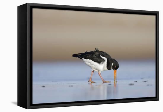 Oystercatcher Probing into the Sand for a Worm-null-Framed Premier Image Canvas