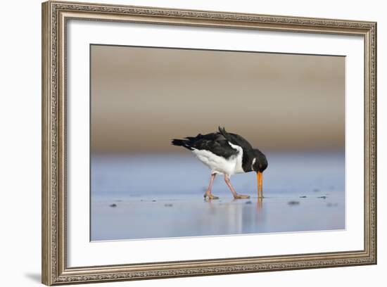 Oystercatcher Probing into the Sand for a Worm-null-Framed Photographic Print