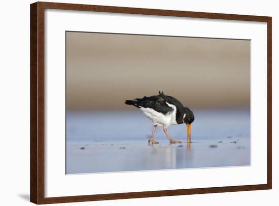 Oystercatcher Probing into the Sand for a Worm-null-Framed Photographic Print