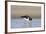 Oystercatcher Probing into the Sand for a Worm-null-Framed Photographic Print