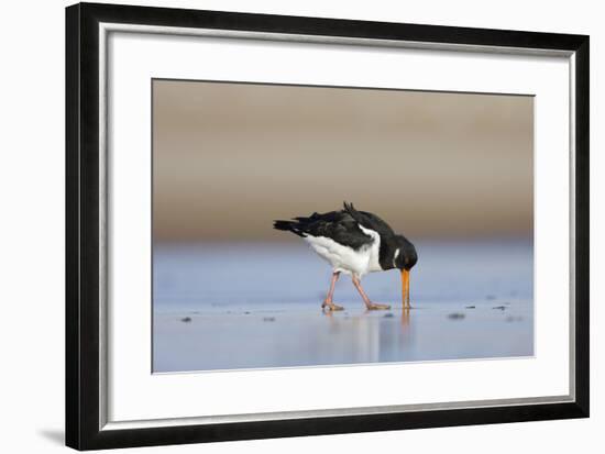 Oystercatcher Probing into the Sand for a Worm-null-Framed Photographic Print