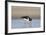 Oystercatcher Probing into the Sand for a Worm-null-Framed Photographic Print