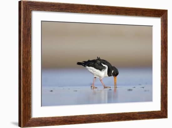 Oystercatcher Probing into the Sand for a Worm-null-Framed Photographic Print